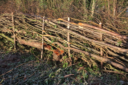 Hedge laying