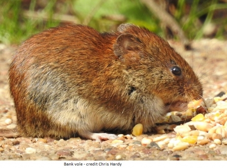 Bank vole - Adel Dam