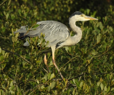 Grey Heron - Adel Dam