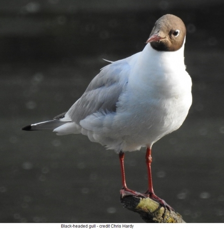 Black-headed gull - Adel Dam