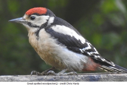 Great spotted woodpecker - Adel Dam