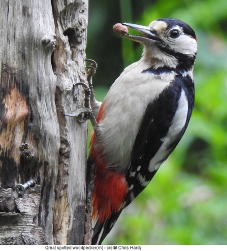 Great spotted woodpecker - Adel Dam