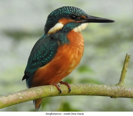 Kingfisher - Adel Dam