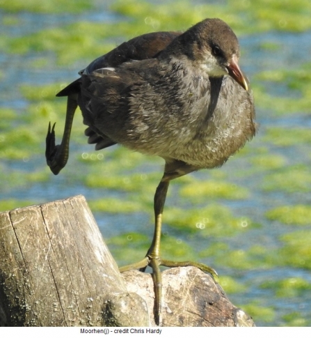 Moorhen(juv) - Adel Dame