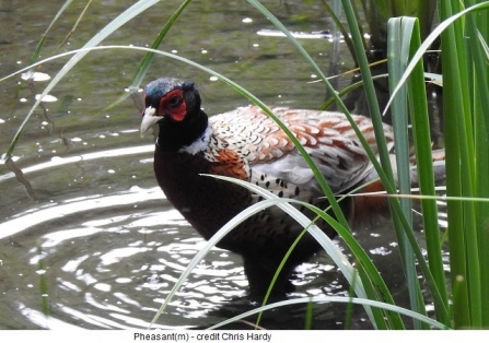 Pheasant - Adel Dam