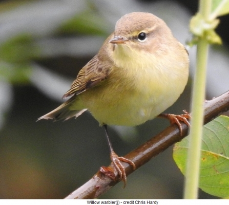 Willow warbler(j) - Adel Dam