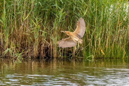 Bittern © Paul Paddock