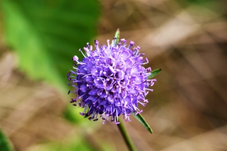 Devil's-bit scabious © Keith Lynes