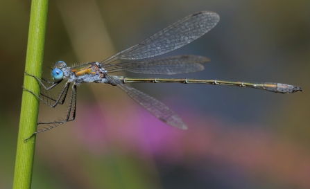 Emerald damselfly © Allen Holmes