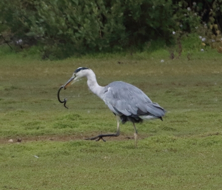 Grey heron with Grass snake © Iain Macaulay