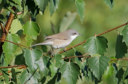 Lesser whitethroat © Allen Holmes