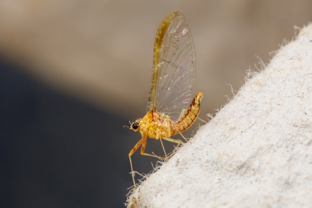 Mayfly © Derek Parker