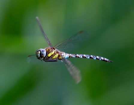 Migrant hawker © Vernon Barker