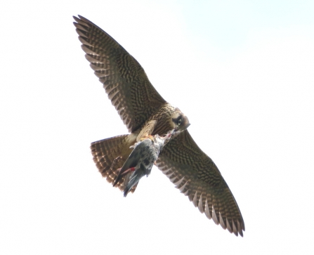 Peregrine © Allen Holmes