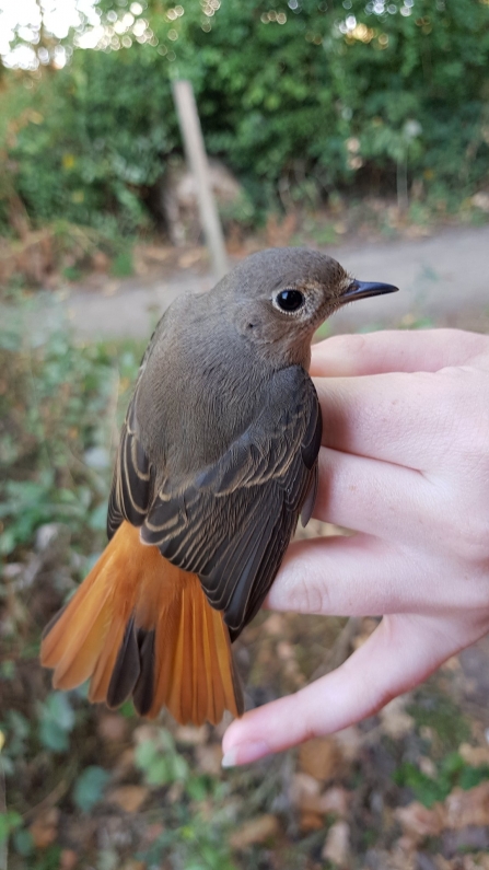 Redstart © Rebekah Beaumont