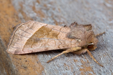 Rosy Rustic © Derek Parker