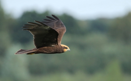 juvenile Marsh harrier © Allen Holmes