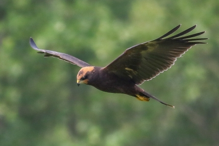 Marsh harrier © Nidge Nilsen