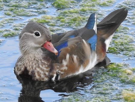 Mandarin - AdelDam