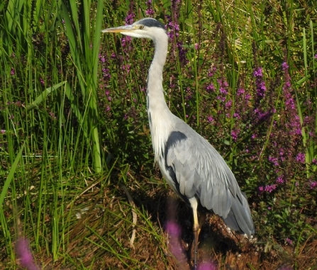 Grey Heron - Adel Dam