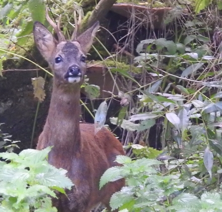 Roe Deer - Adel Dam