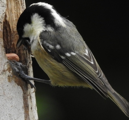 Coal_Tit - AdelDam