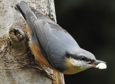 Nuthatch - Adel Dam