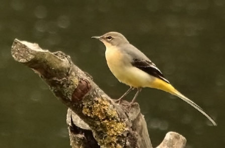 Grey wagtail - Adel Dam