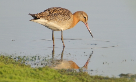 juvenile Black-tailed godwit © Allen Holmes