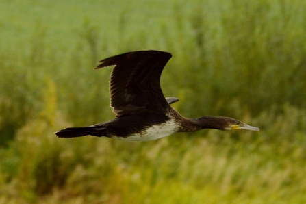 Cormorant © Matthew Christou