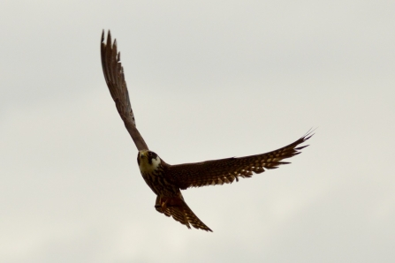 Hobby © Matthew Christou