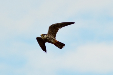 Hobby © Matthew Christou