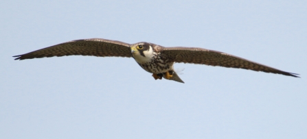 Hobby © Allen Holmes