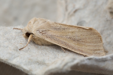 Large wainscot © Derek Parker