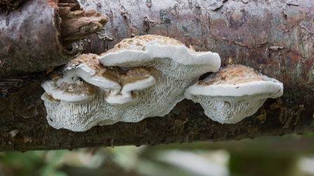 Lumpy bracket? © Derek Parker