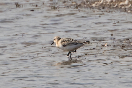 Sanderling © Adrian Andruchiw