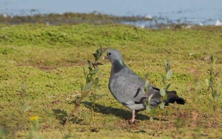 Stock dove © Allen Holmes