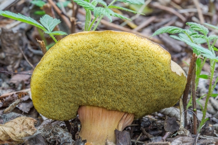 Suillus sp. © Derek Parker
