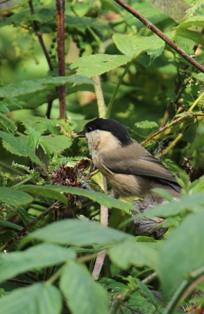Willow tit © Rob Ellett