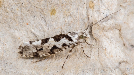 Ypsolopha sequella © Derek Parker