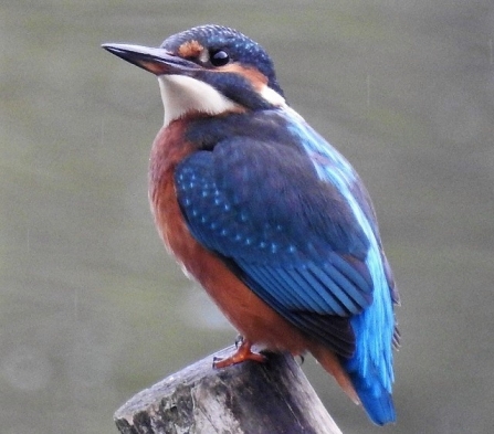 Kingfisher - Adel Dam