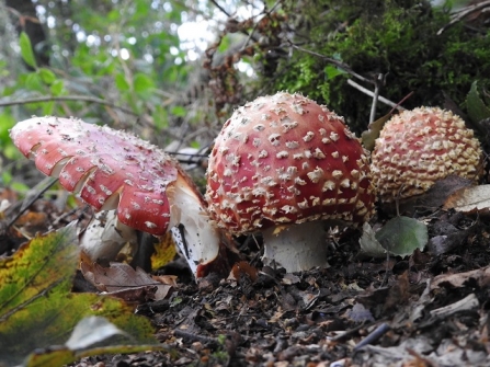 Fly_Agaric-AdelDam