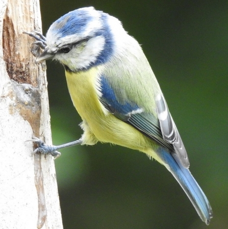 Blue tit - AdelDam