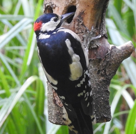 Great spotted woodpecker - Adel Dam