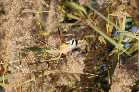 Bearded tit © Mark Revitt