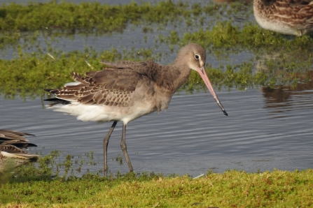 Black-tailed godwit © Richard Scott