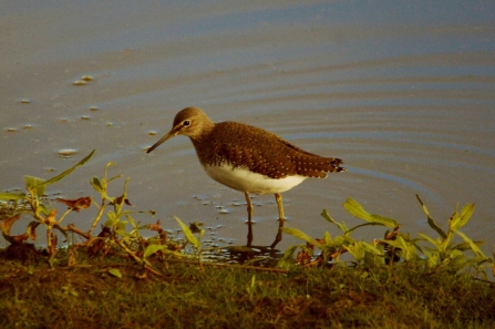 Green sandpiper © Matthew Christou