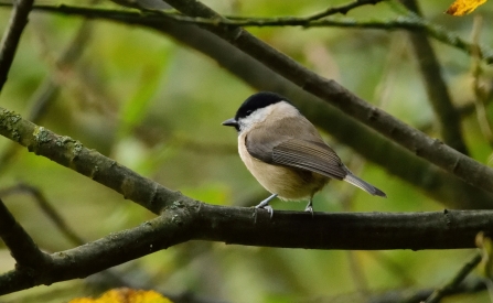 Marsh tit © Amy Thompson