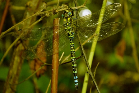 male Southern hawker © Matthew Christou