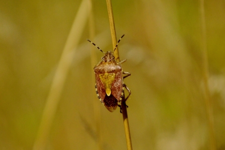 Hairy shieldbug © Matthew Cristou